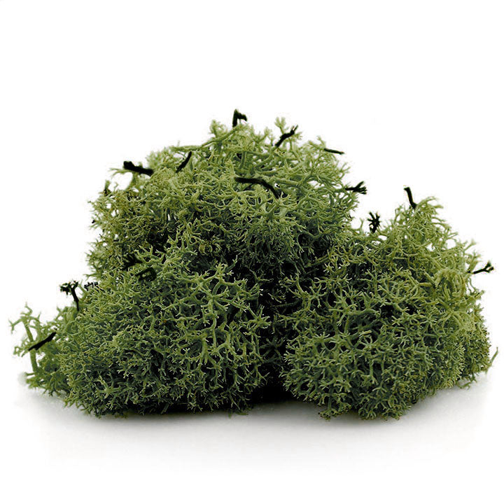 Исландски мов 12 g - 1